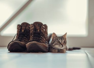 How to Get Cat Pee Out of Shoes
